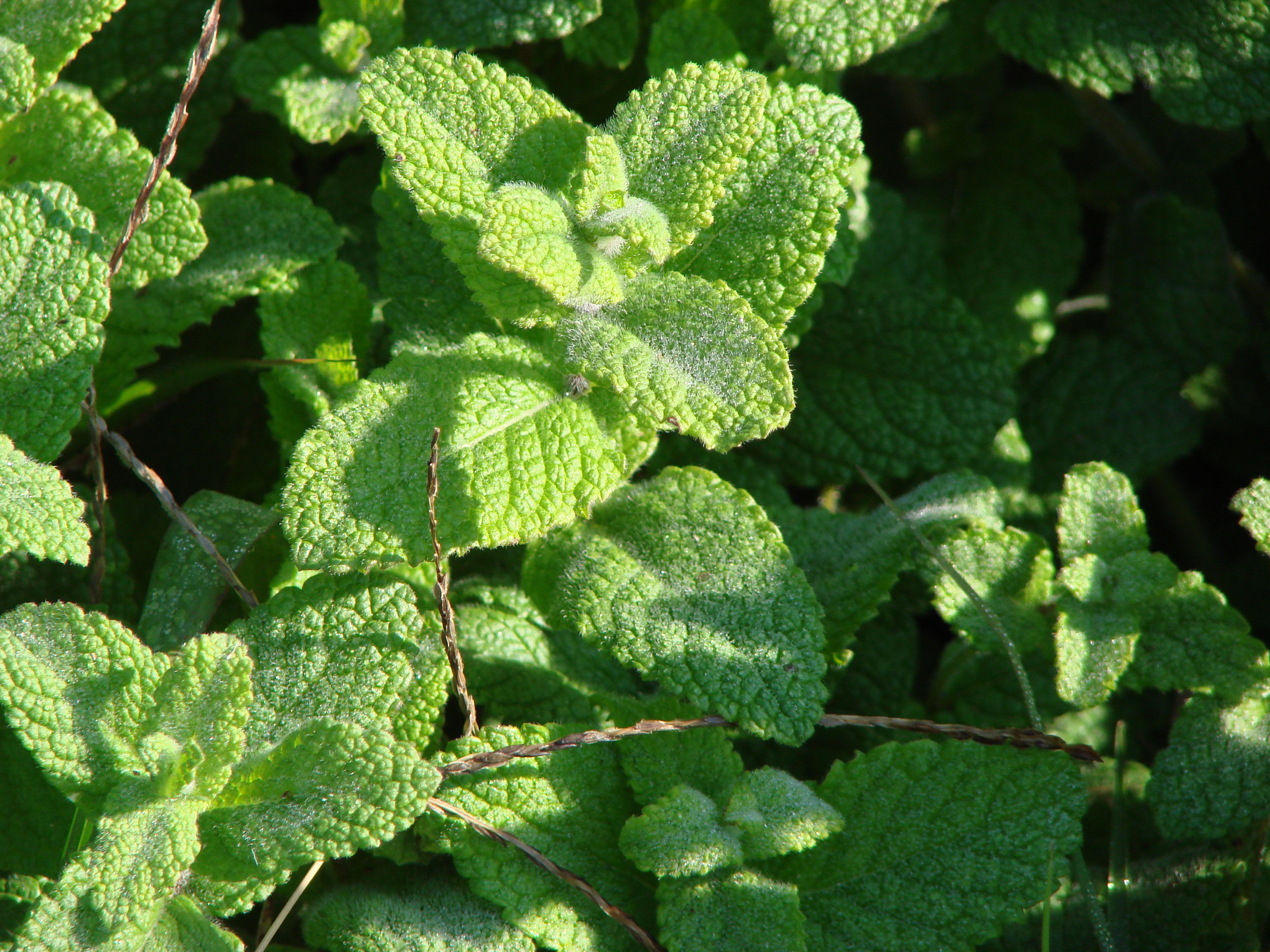 5 Herbs That Can Help ADHD Symptoms – An ADD Woman Podcast