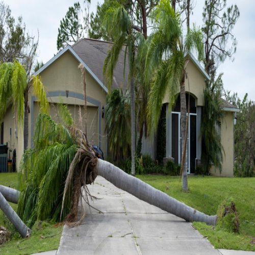 A single-story home has a variety of trees on the front lawn with a large, damaged palm tree lying down across the driveway.