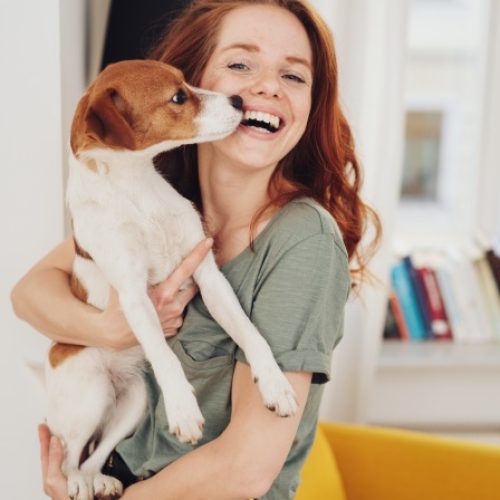 A red-headed woman laughs as she holds a Jack Russell terrier in her arms in a living room.