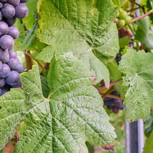Clusters of ripe purple wine grapes hanging from a vineyard vine with green leaves, with rows of grapevines stretching behind.