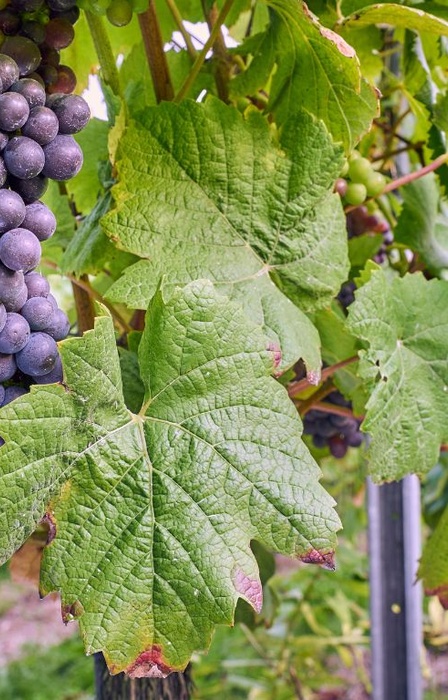 Clusters of ripe purple wine grapes hanging from a vineyard vine with green leaves, with rows of grapevines stretching behind.
